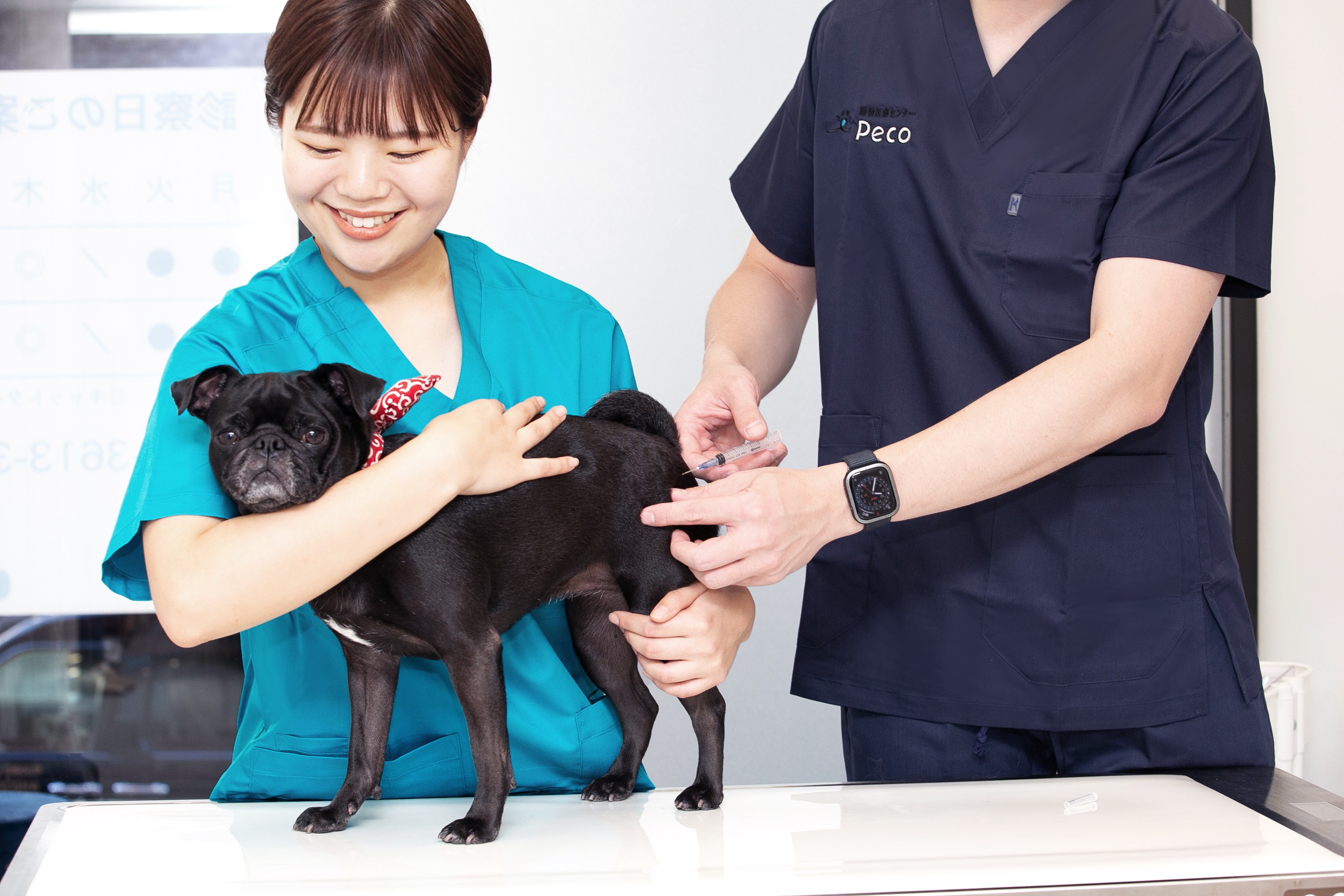 Pecoグループ】四谷いぬねこクリニックPeco｜犬猫専門｜土日祝営業