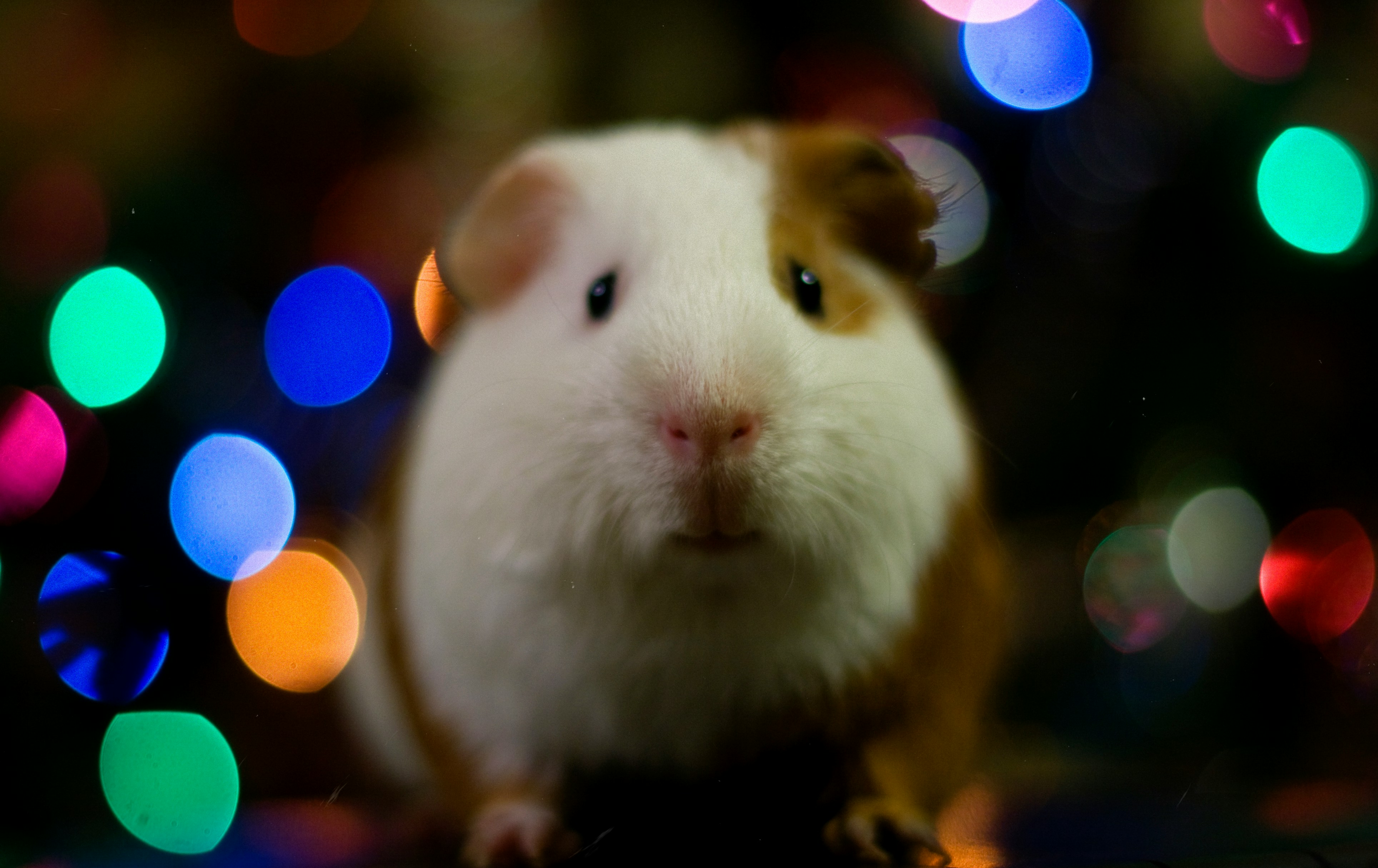 selective focus photo of guinea pig