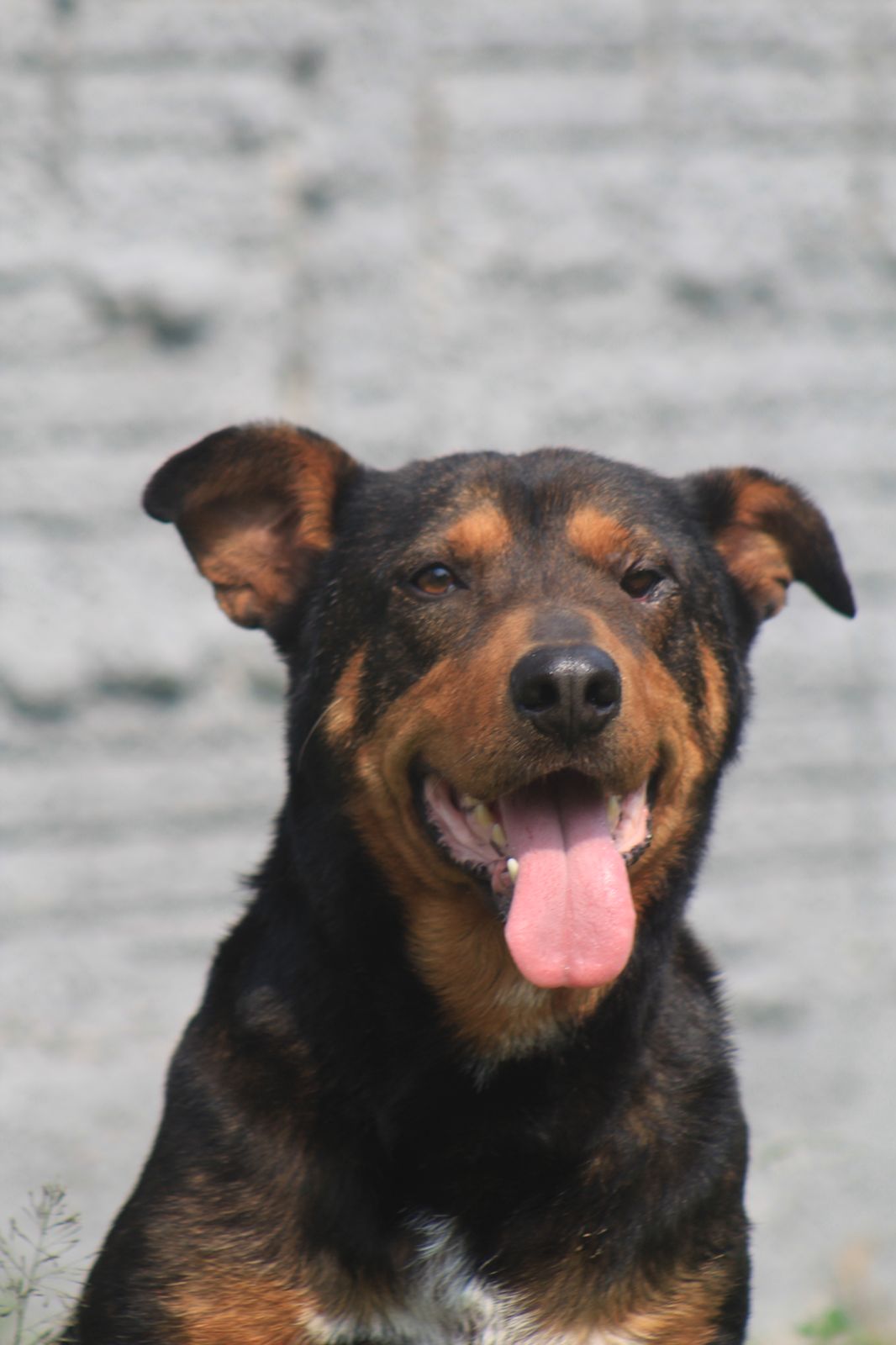Dog photo
