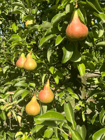 Modern pear orchard with trellis system, B2B export.