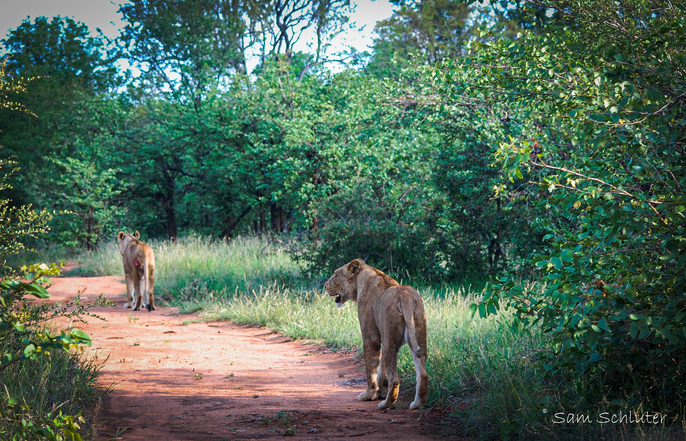 Wildlife Photography