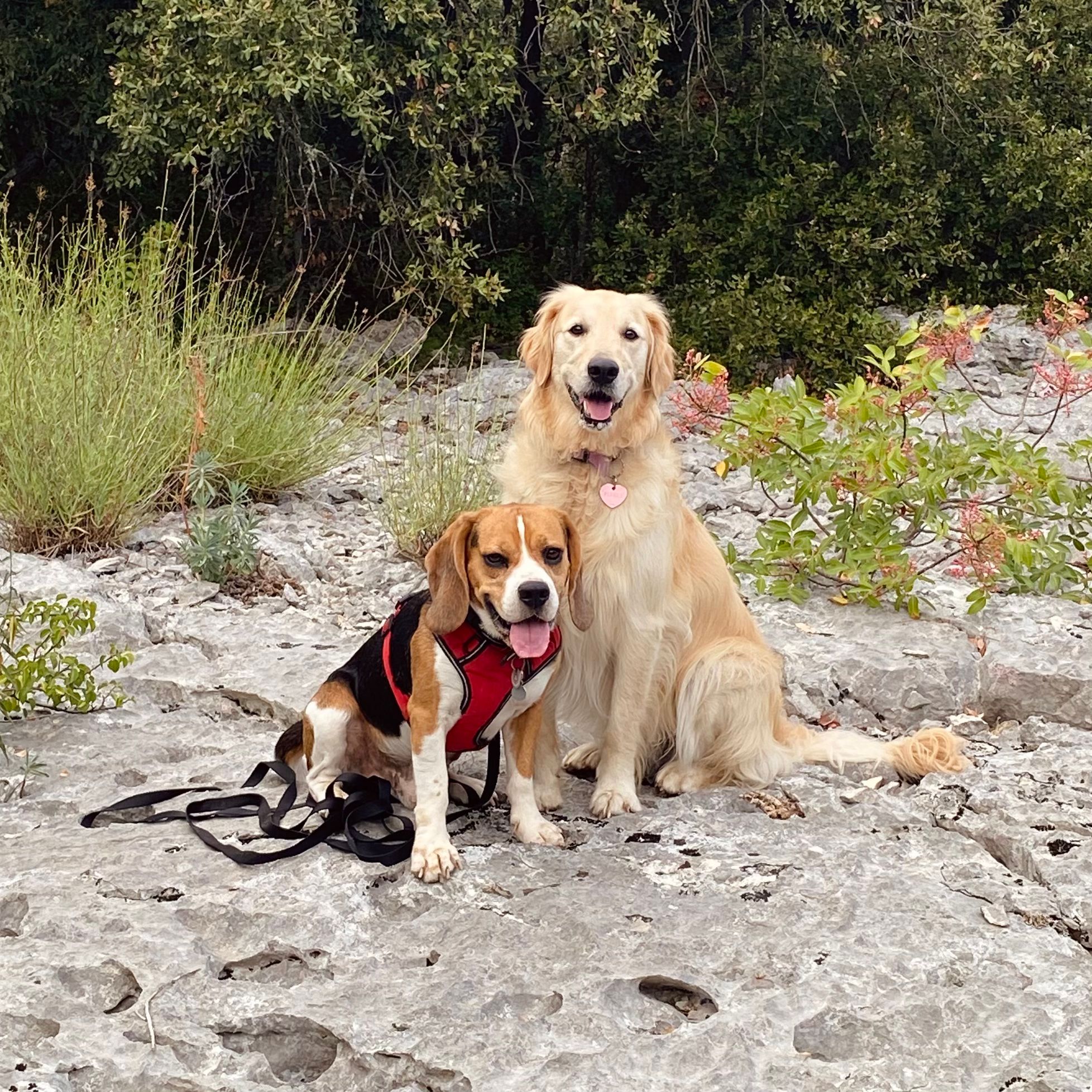 Un beagle portant un harnais rouge et un golden retriever sont assis ensemble sur une surface rocheuse en plein air, entourés d'arbustes et de plantes vertes, et regardent tous deux l'appareil photo en tirant la langue.
