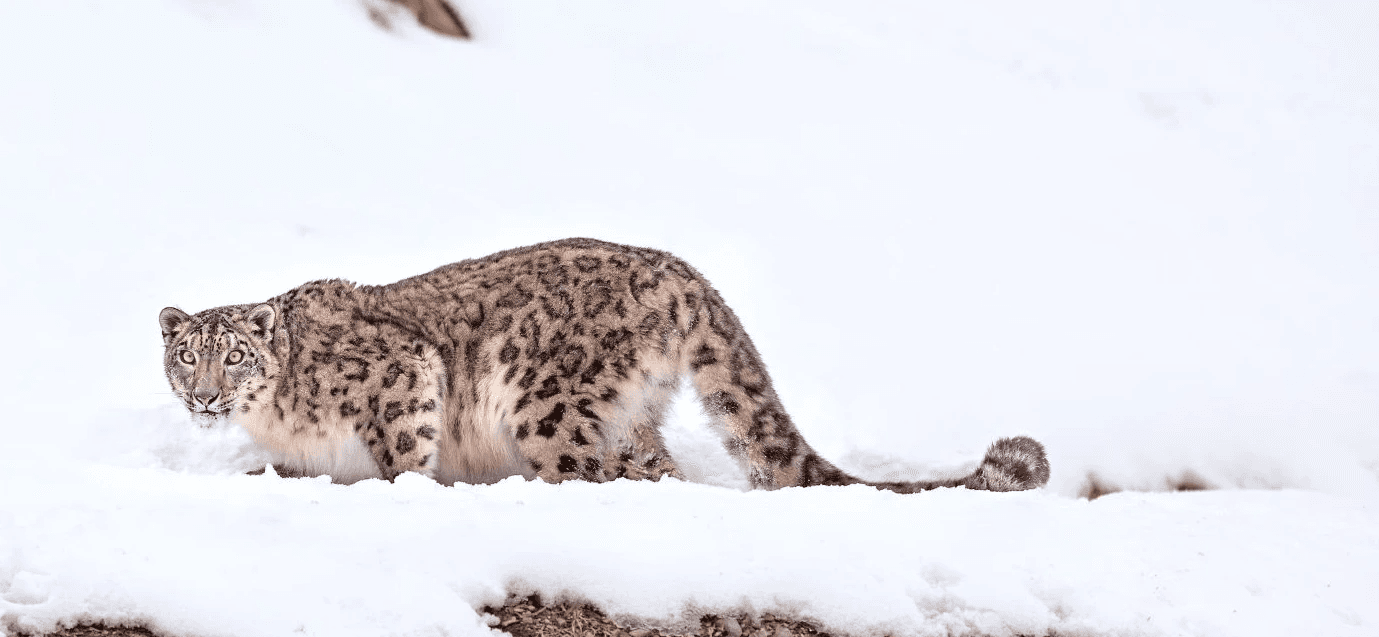 a close up of a snow leopard on a tree branch