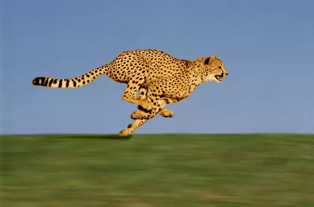 Image of a cheetah sprinting.