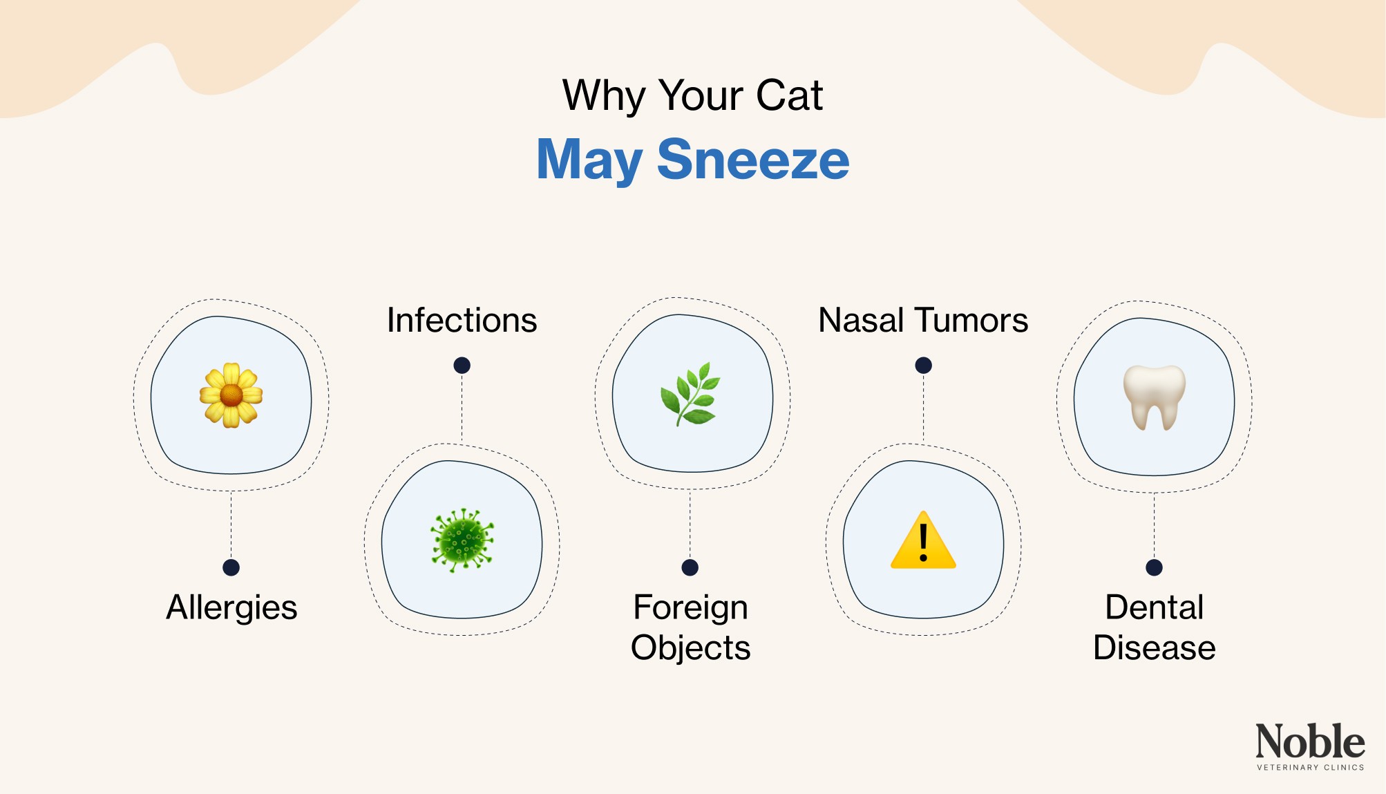 An infographic showing the reasons why your cat may sneeze.