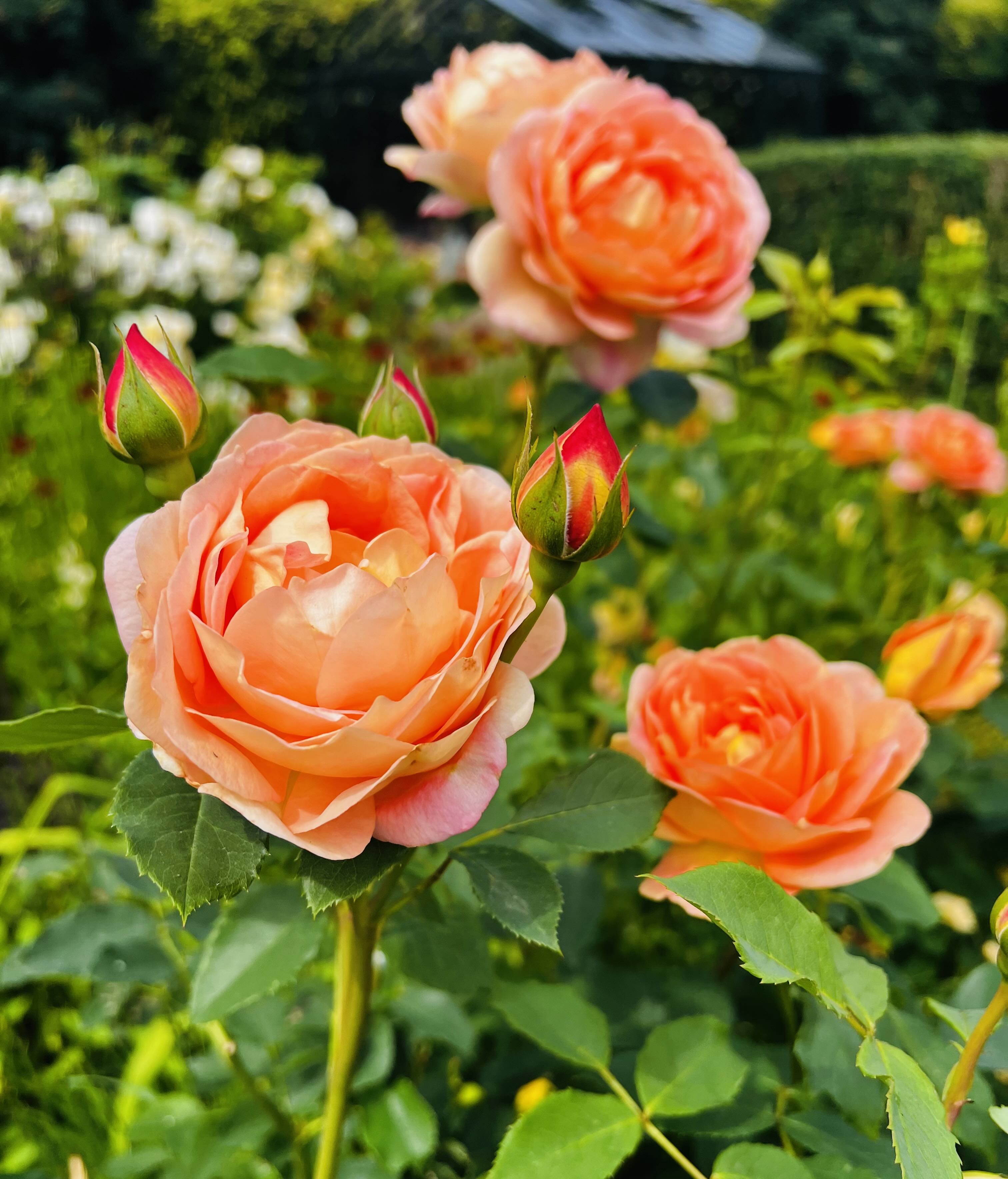 Red Rose