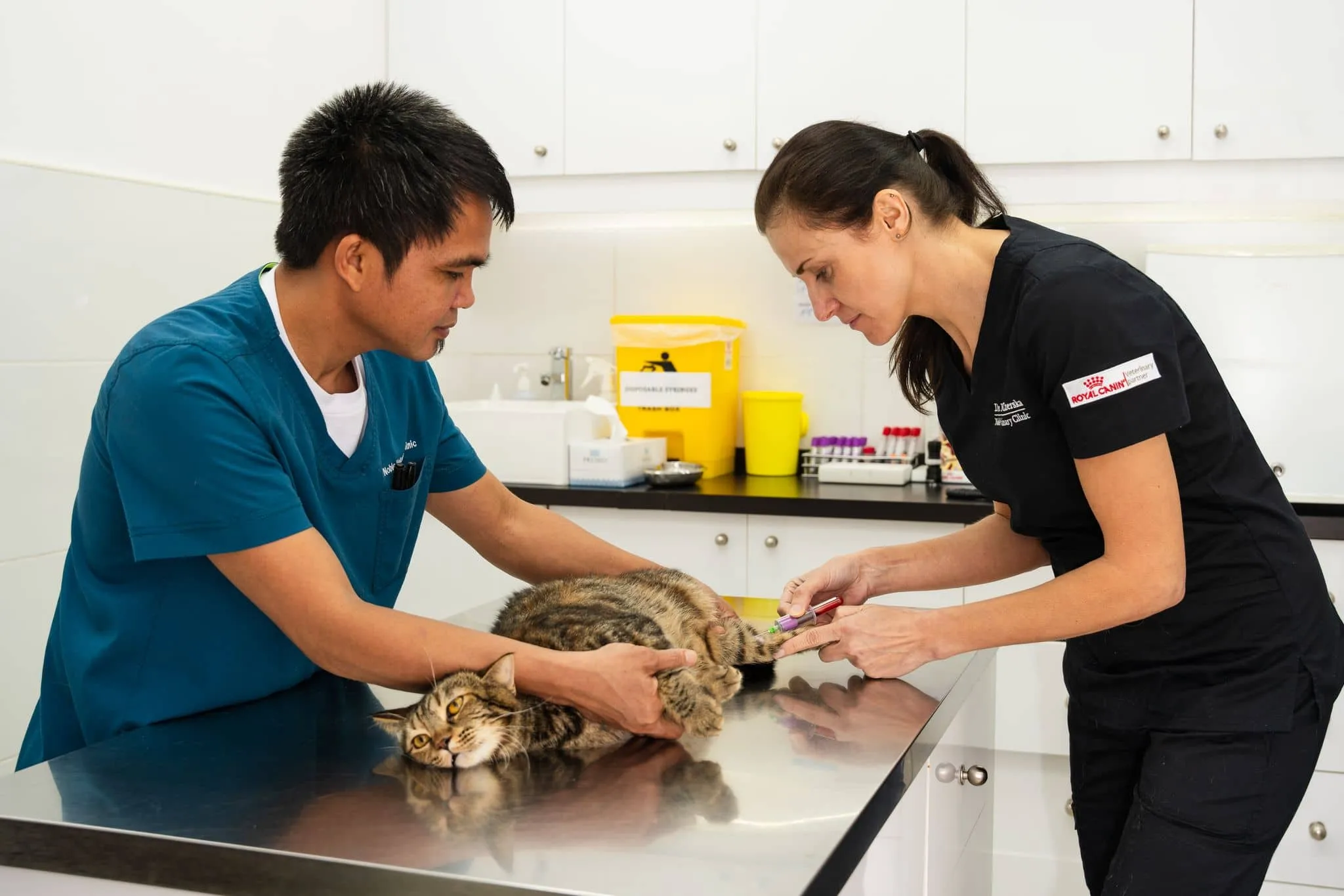 Inside a modern veterinary clinic, Dr. Paulina Czerska carefully examines a cat’s leg while a colleague provides support.