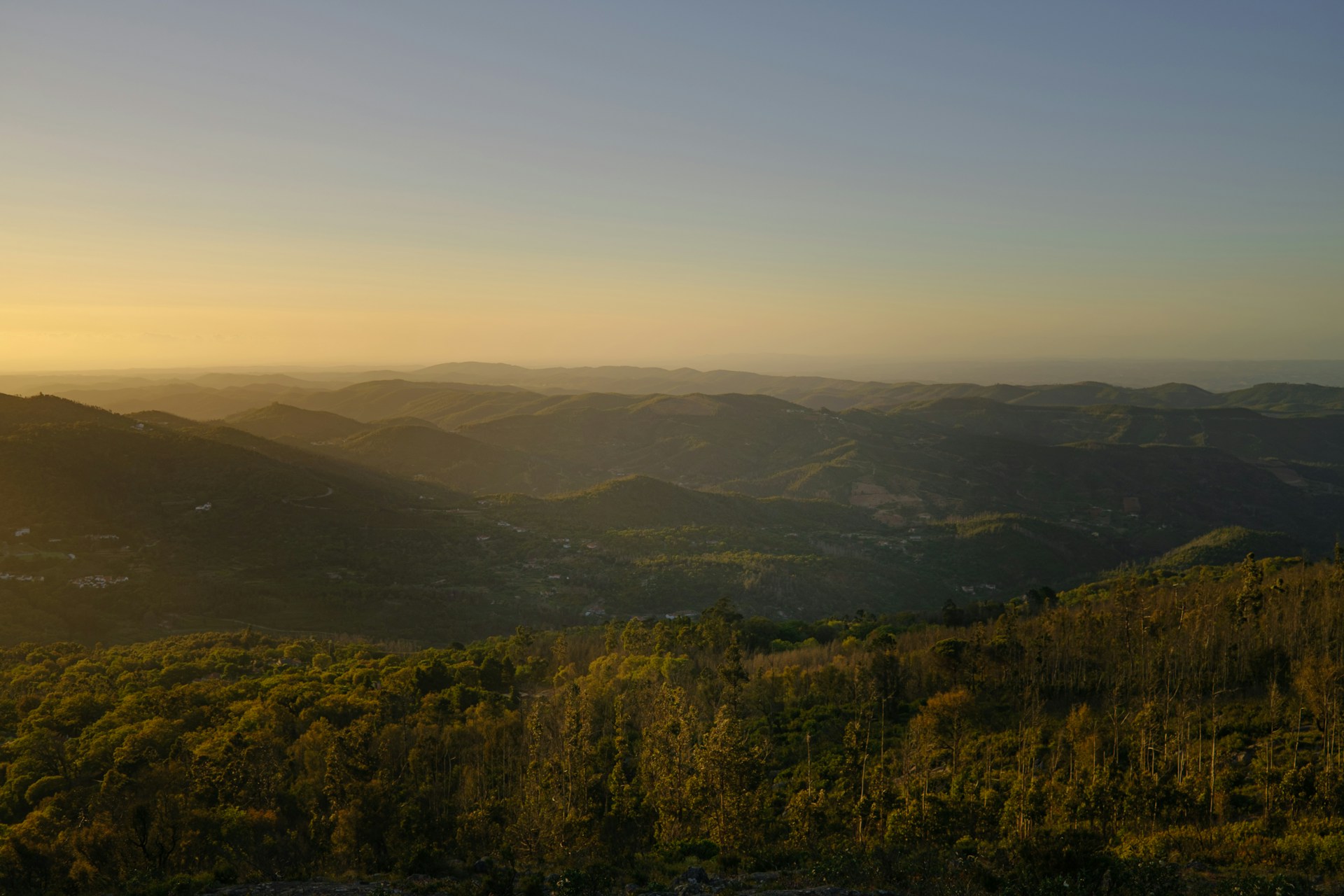 Pretarouca