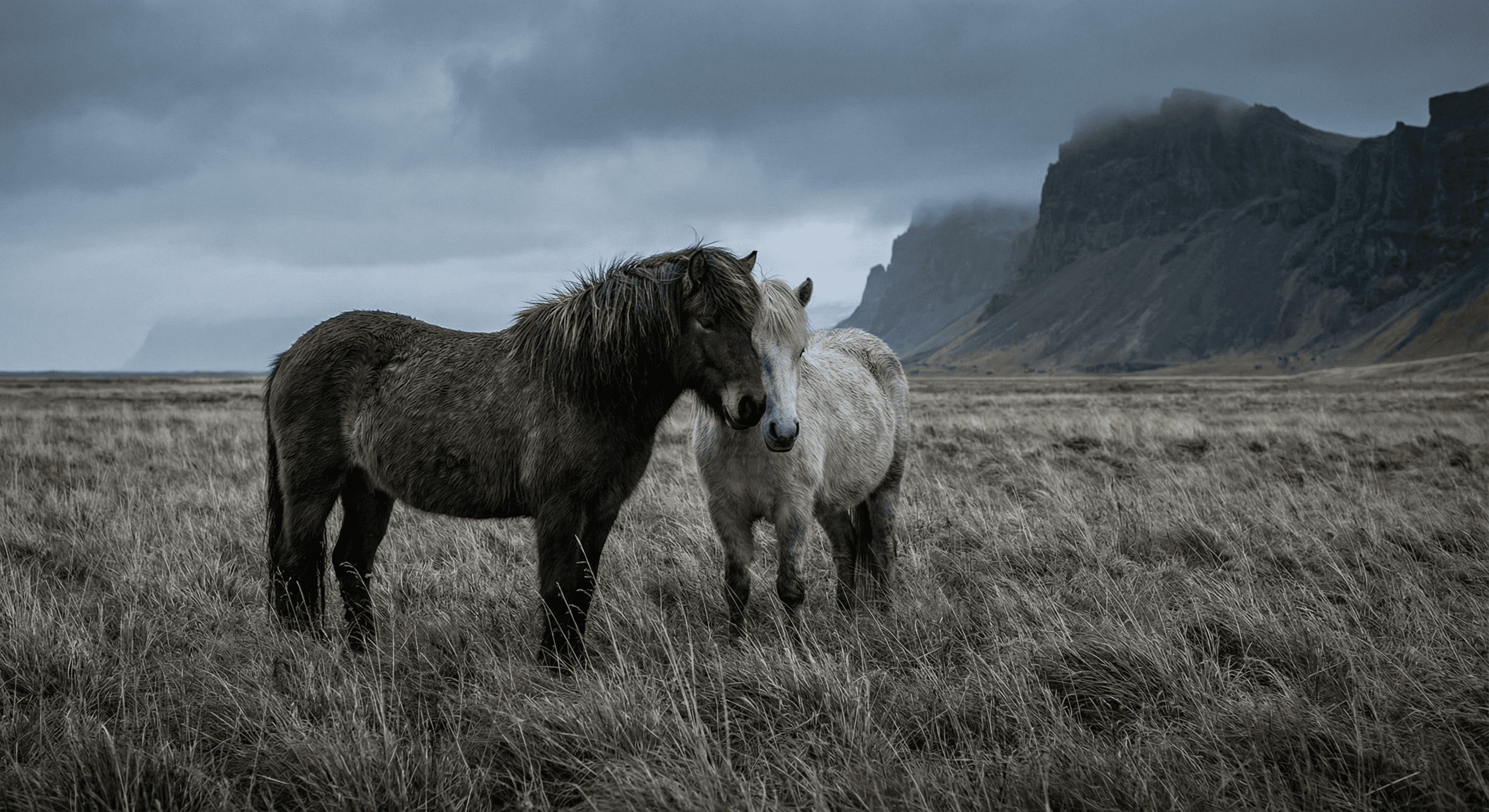Two horses, one dark and one white, standing in a field of dry grass with dark mountains in the background.