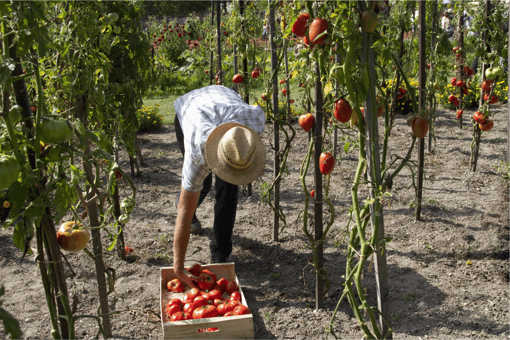 Man harvesting tomatoes in a warm weather