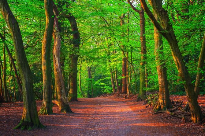 Explore a Carpet of Bluebells in Highgate Wood
