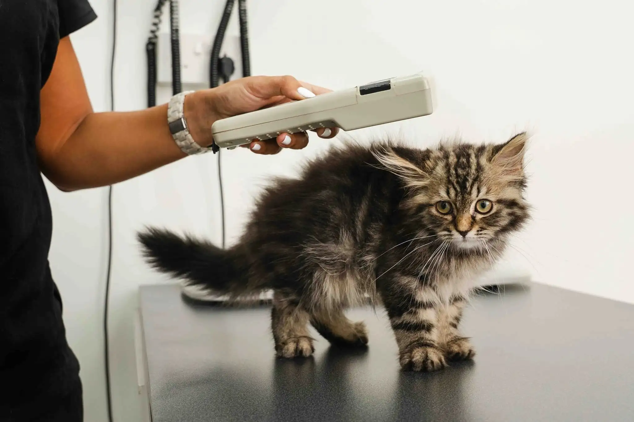 A special gadget is being placed above the cat during the checkup.