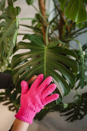 Roslina w rogu biurowca na pietrze