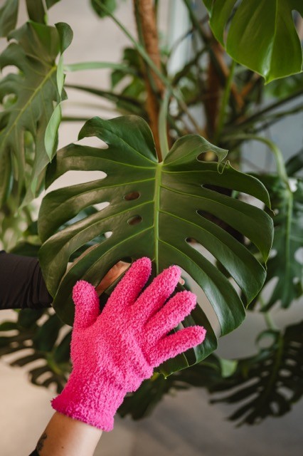 Roslina w rogu biurowca na pietrze