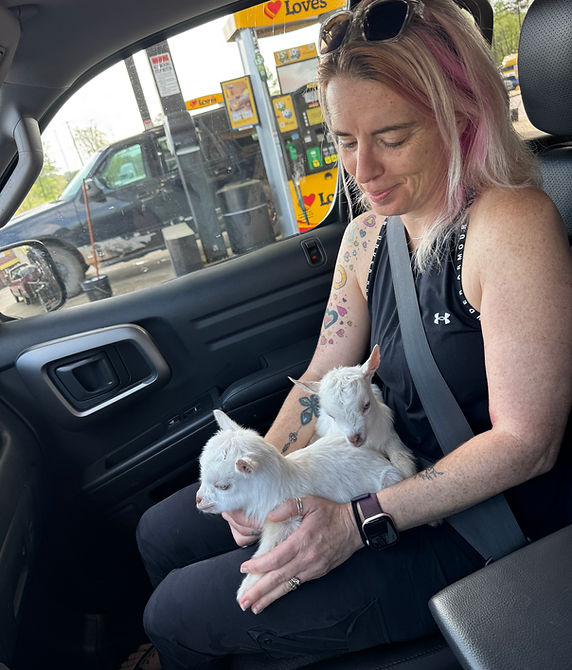 a women sitting in car and lookinh to a baby goat