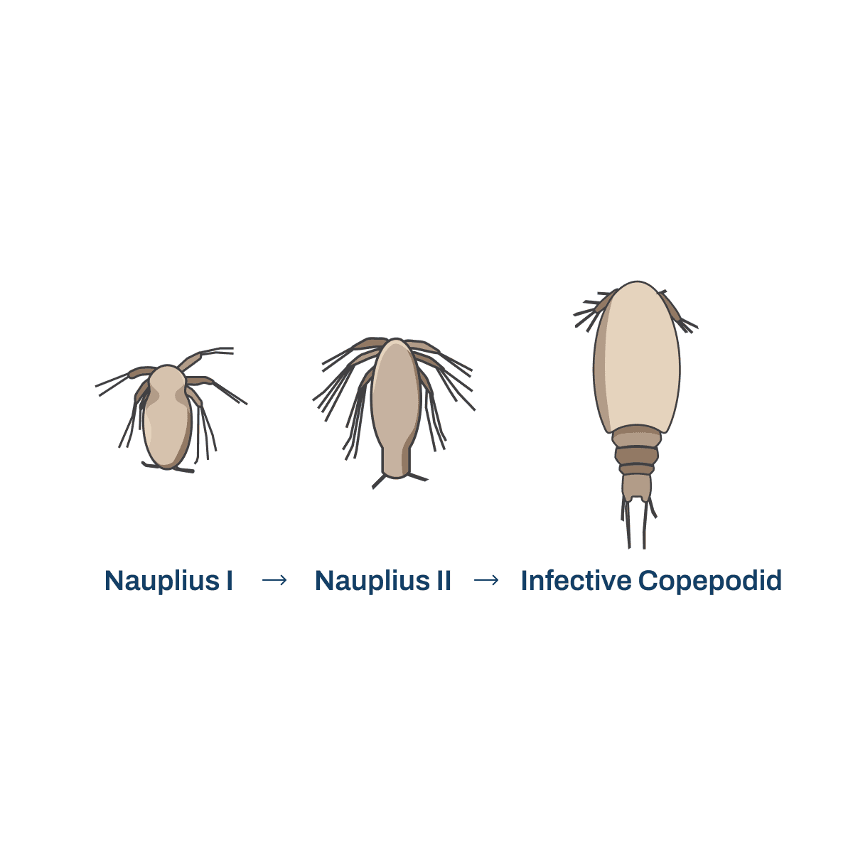 Athlete winning a race