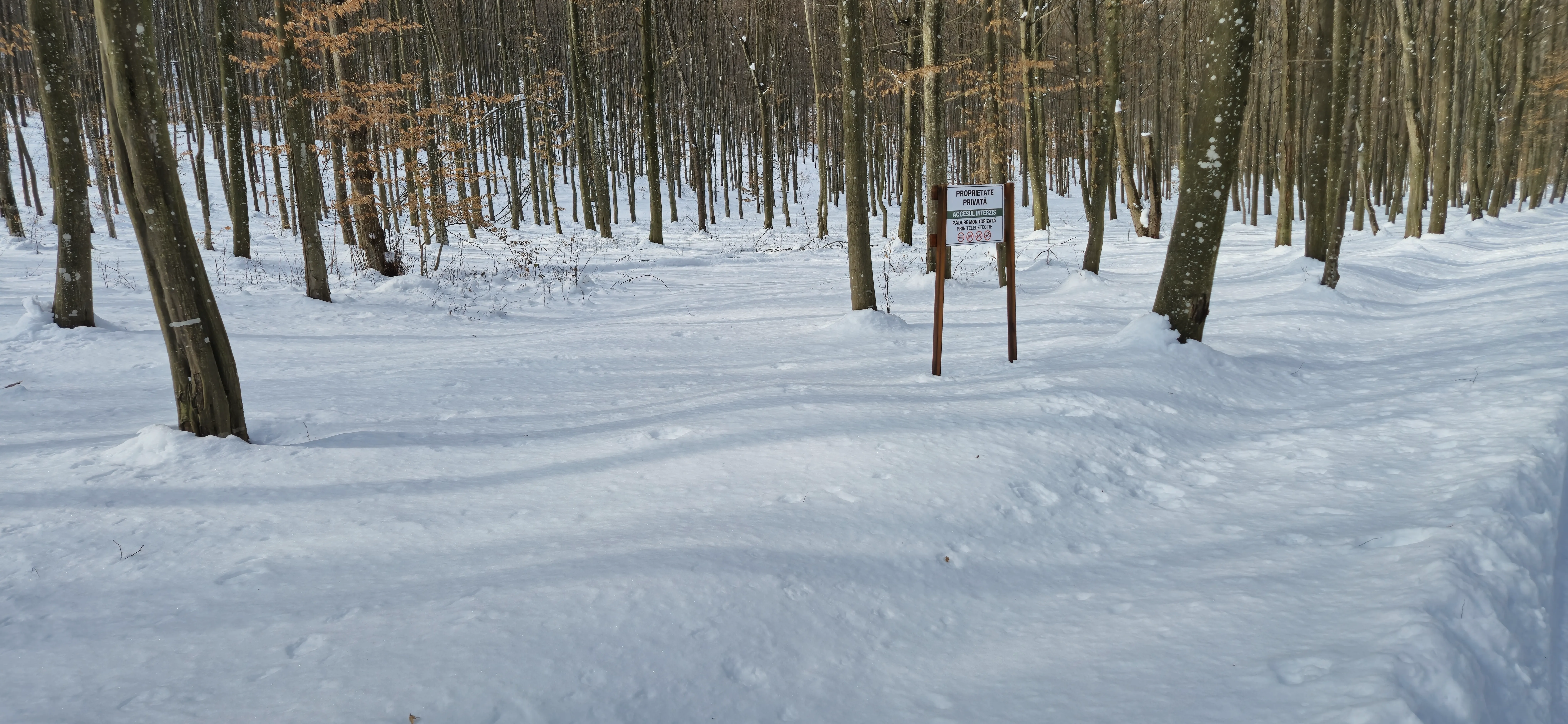 Snow Forest with more trees