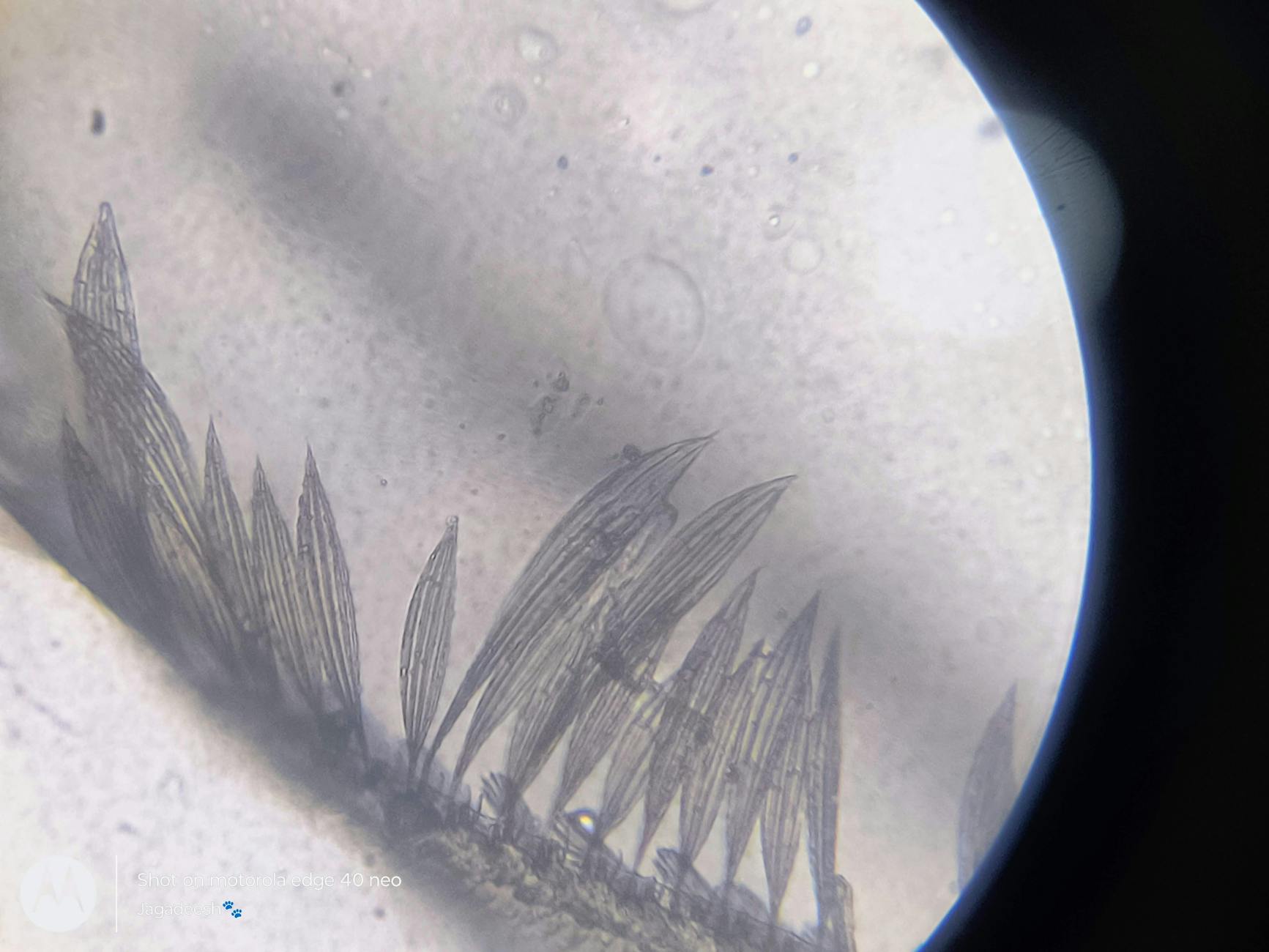 A young girl using a magnifying glass to examine a green leaf and a small ladybug in an outdoor garden setting.