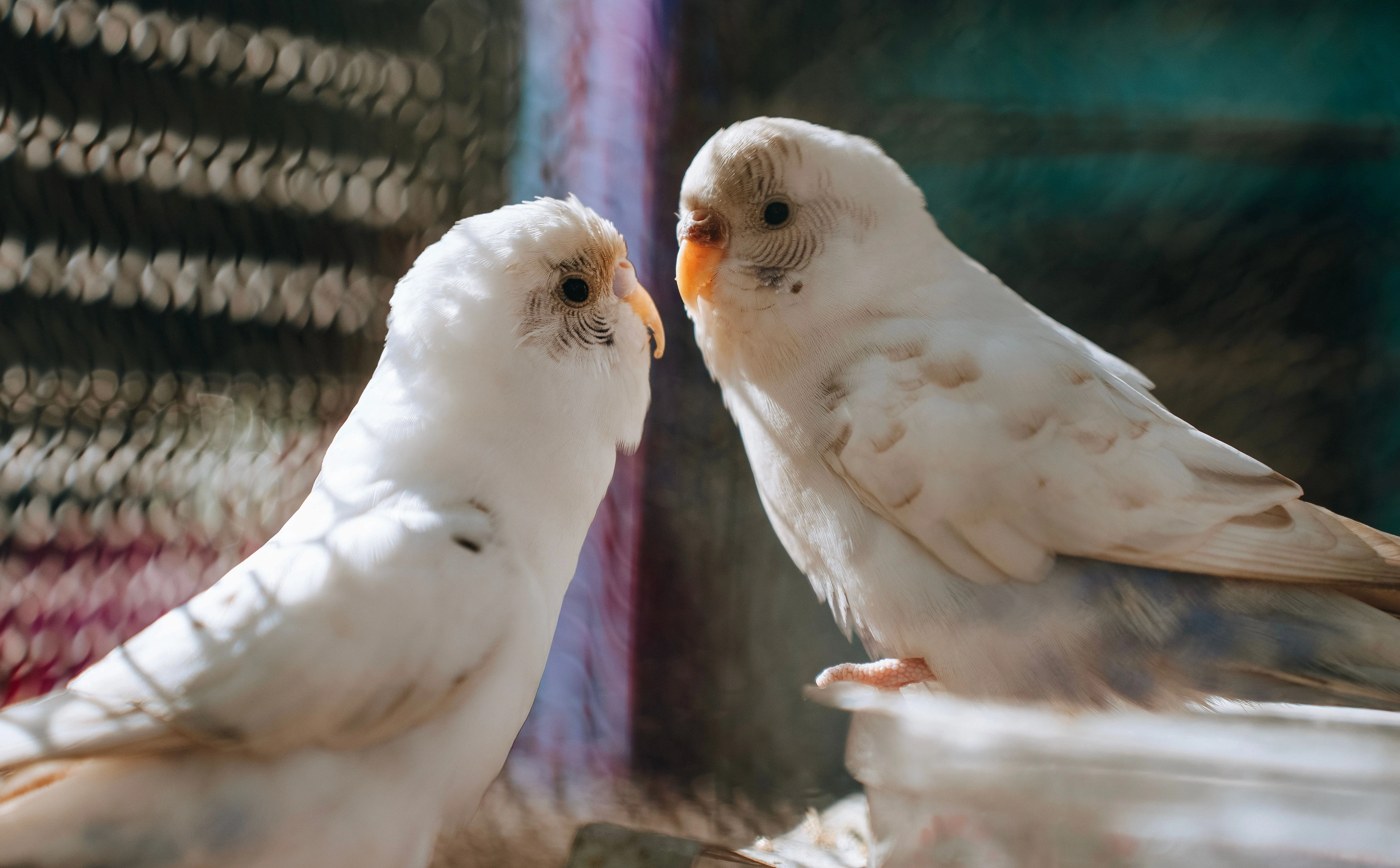2 birds looking at each other