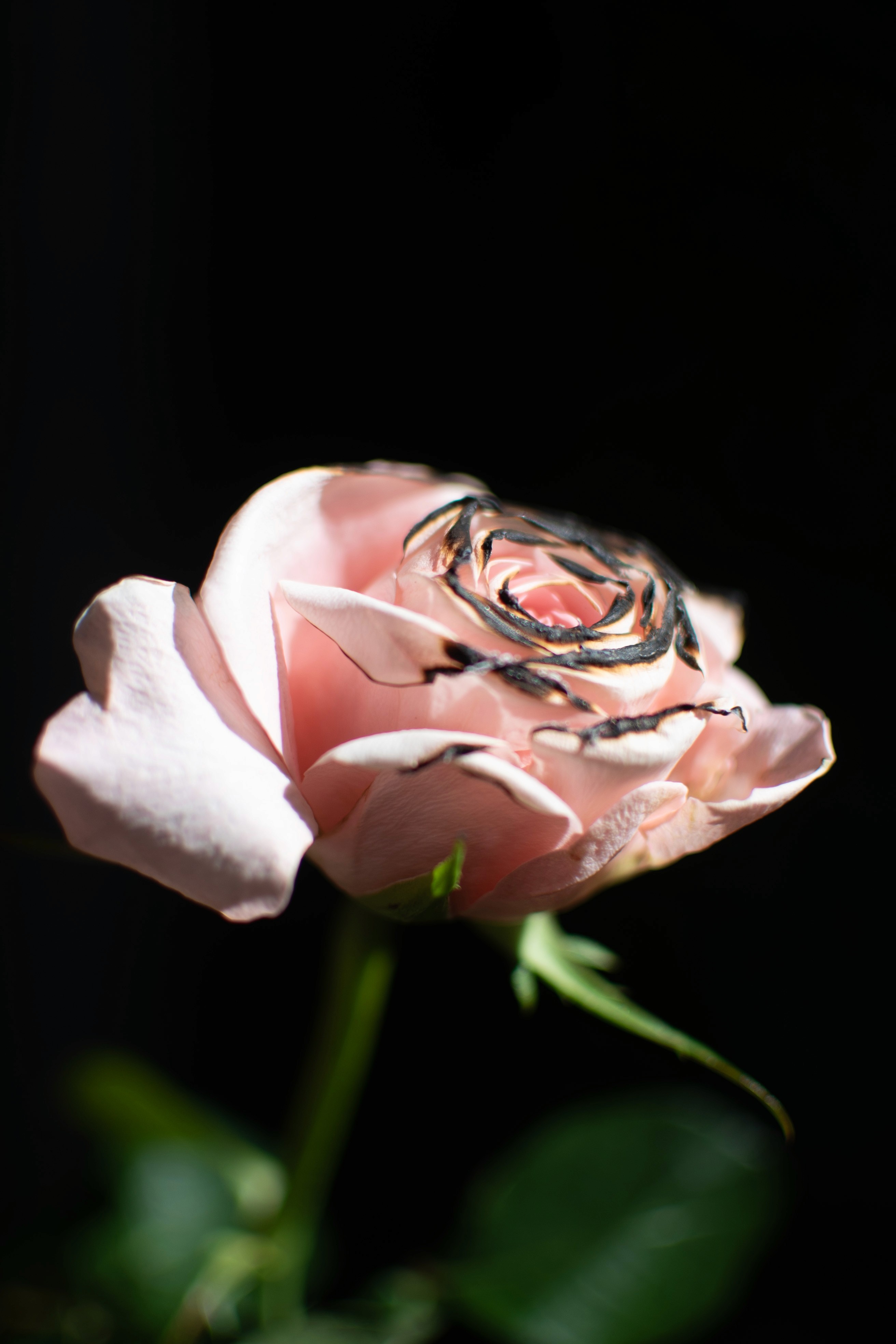 Bold editorial fashion portrait of model in houndstooth blazer with red tie and green shirt against bright turquoise background - Serif Creative Studio luxury fashion photography