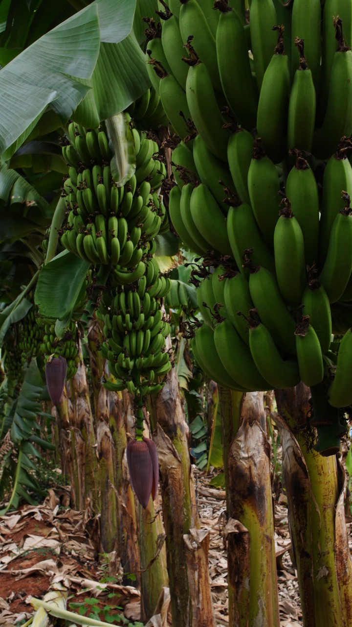 Client Photo Placeholder