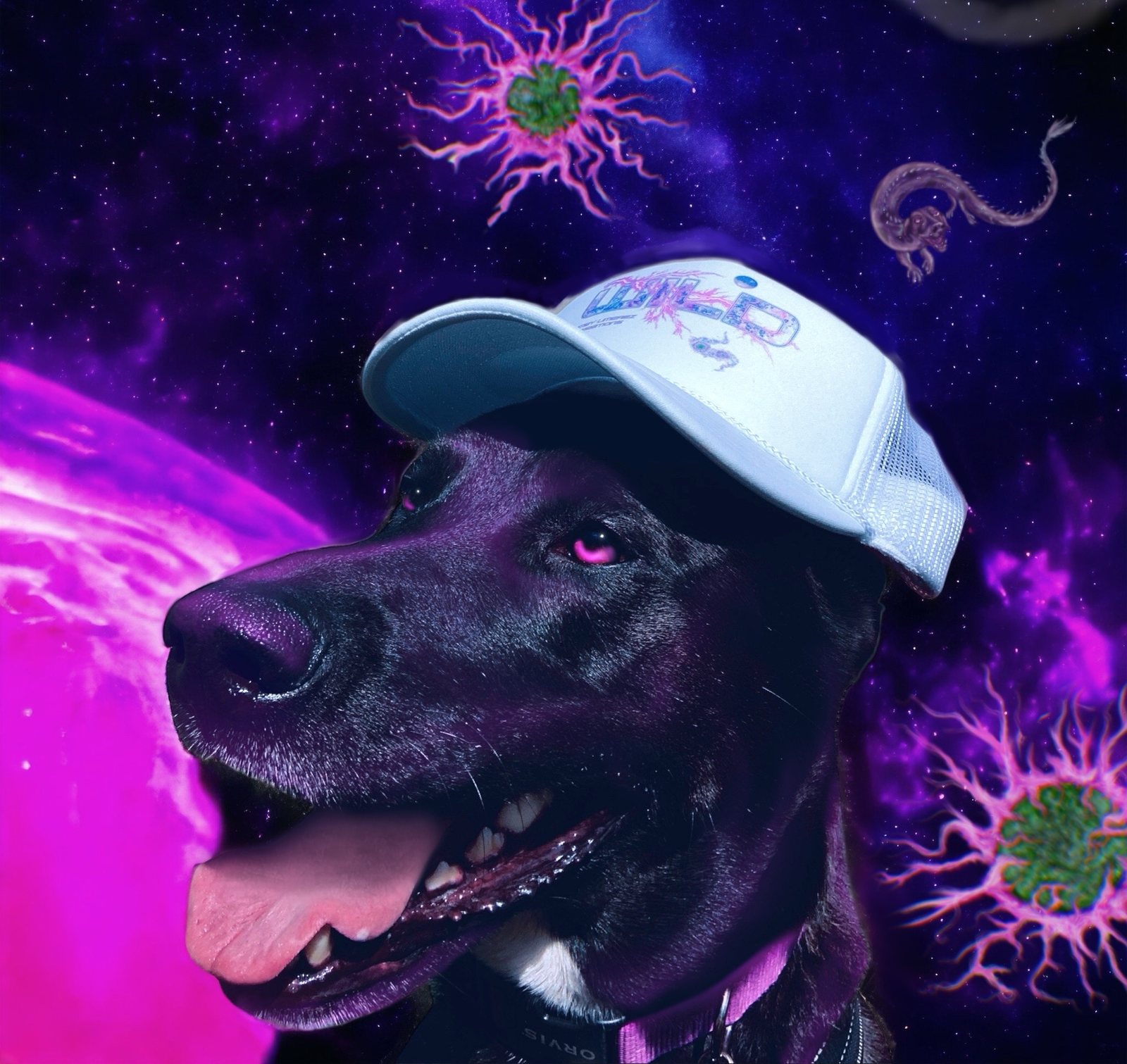 A black dog wearing a white Surreal Frontiers trucker hat against a purple cosmic background