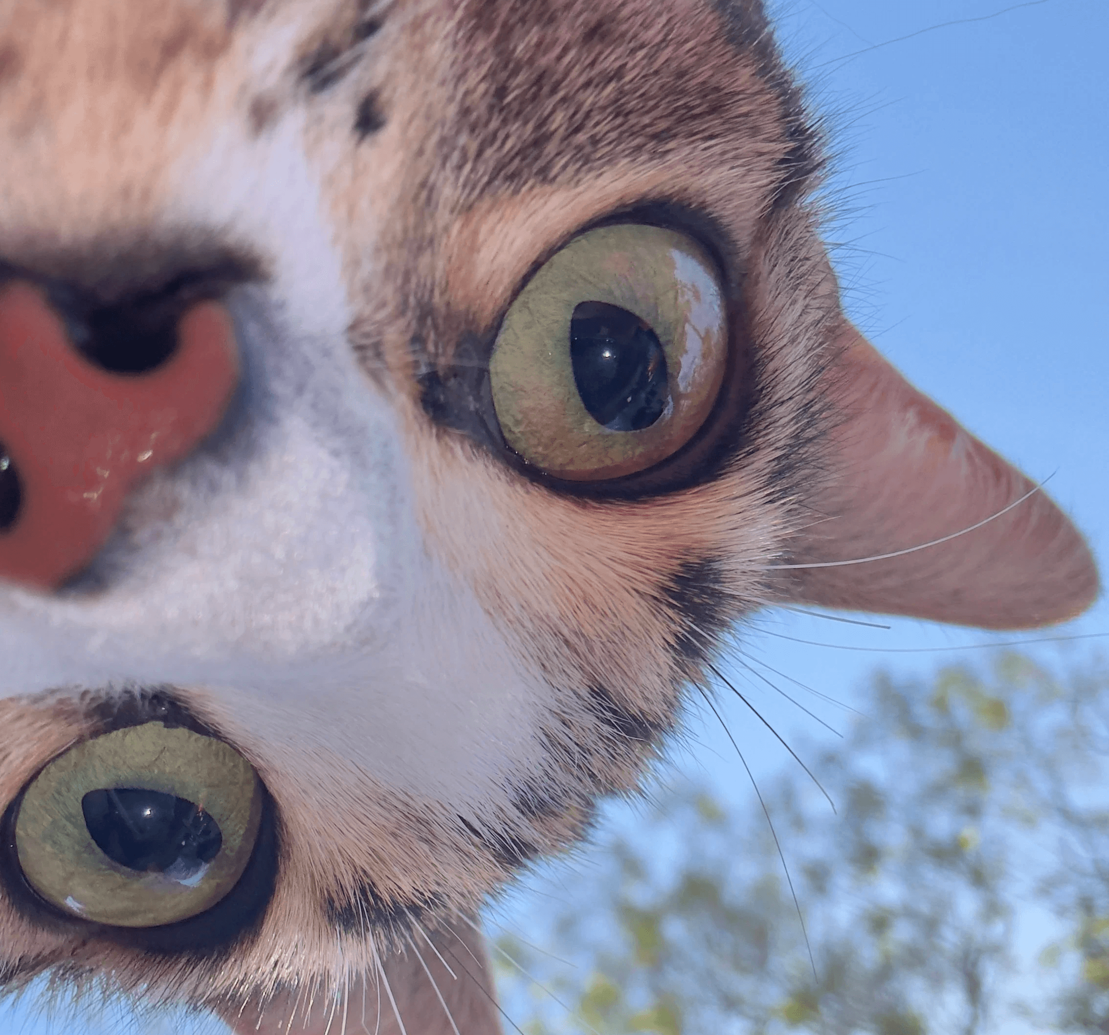 The image featured in the middle of the about us page