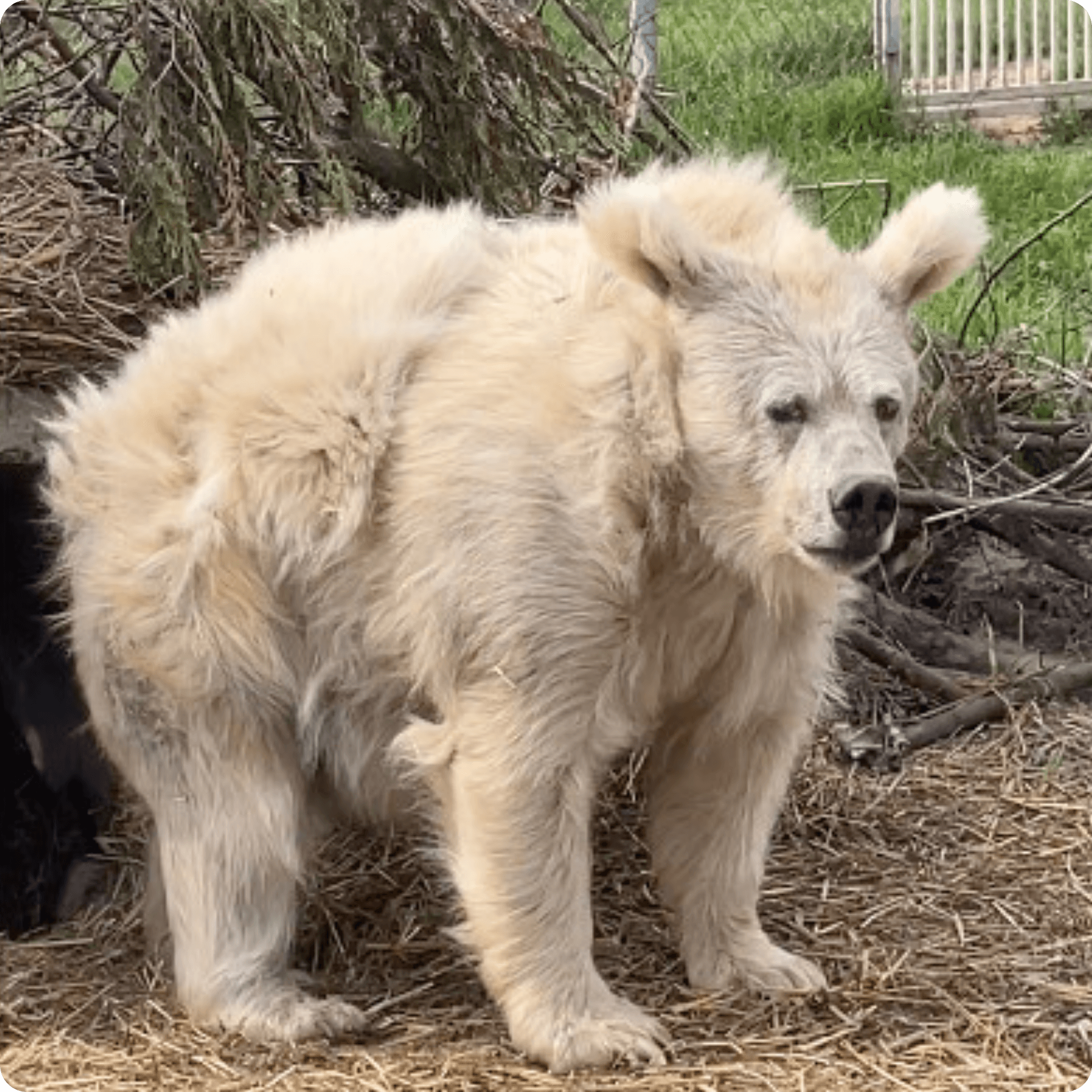 A bear waking from hibernation with a serious(ly funny) bedhead!