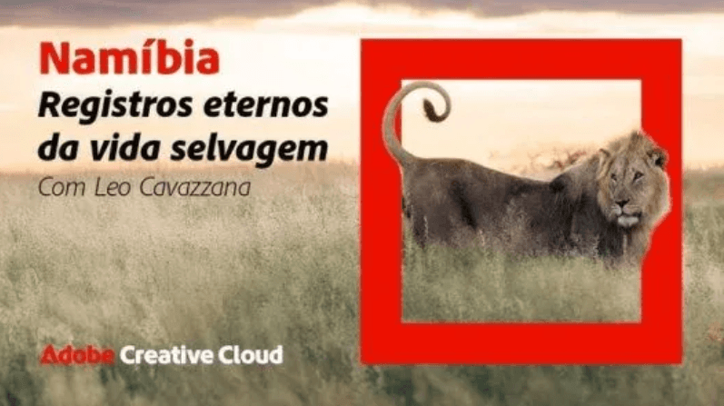 Leão na savana africana, com um qudrado vermelho grosso ao redor dele
