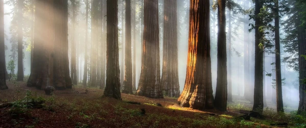 Serene forest scene with tall trees and sunlight filtering through the branches, creating a peaceful and natural atmosphere.