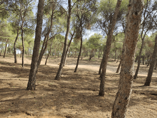 Pinares de Torrero. Una visión estratégica