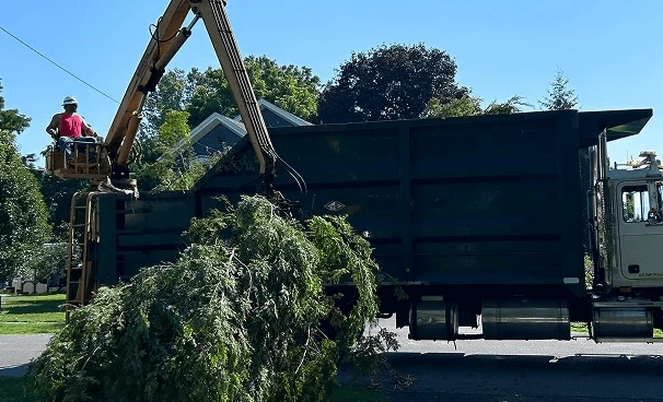 A crane is lifting a large tree onto a truck