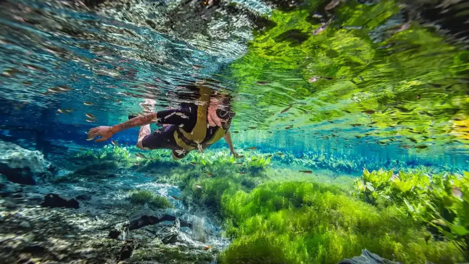 Bonito