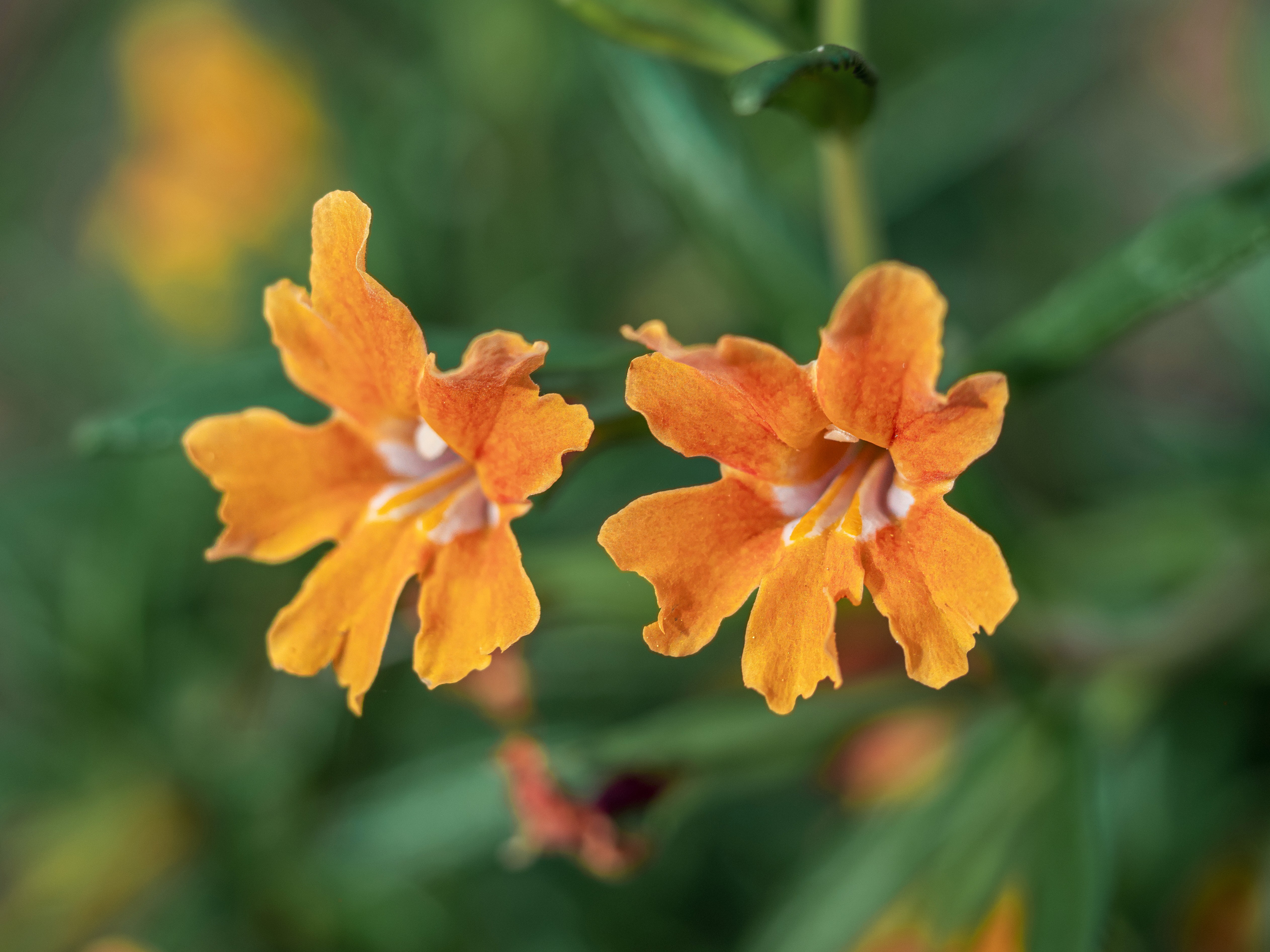 Changeling monkey flowers with petals that undulate between orange and golden yellow.