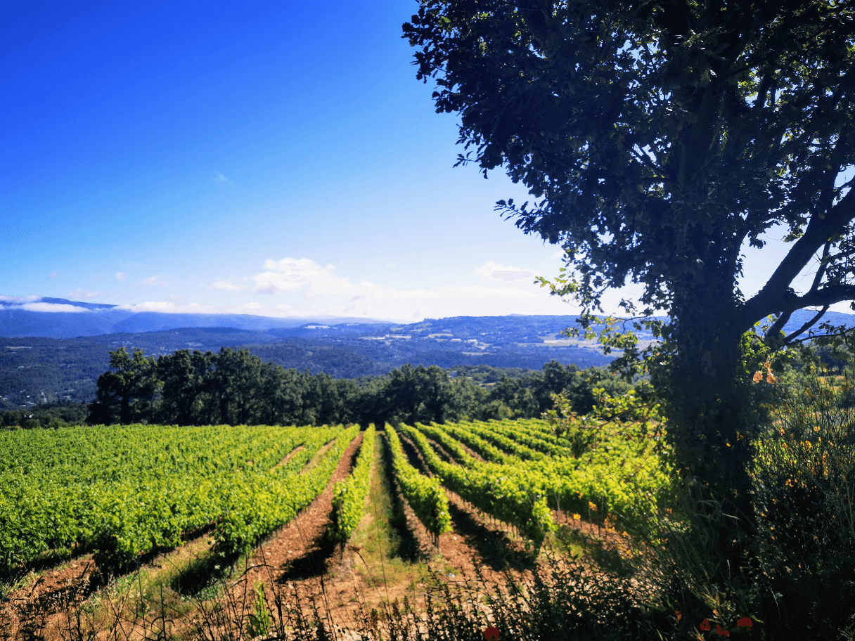Vines and hills, photographed in Provence