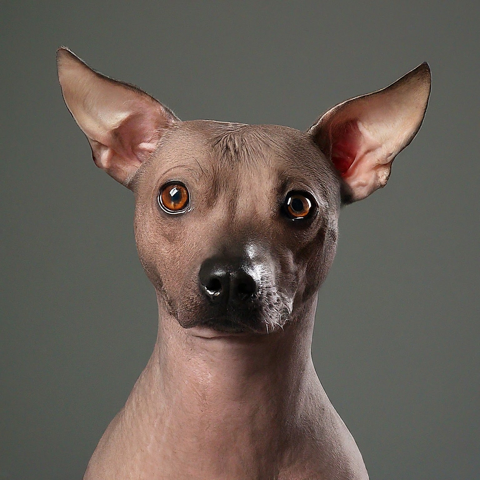 BUDDYUNO, American Hairless Terrier