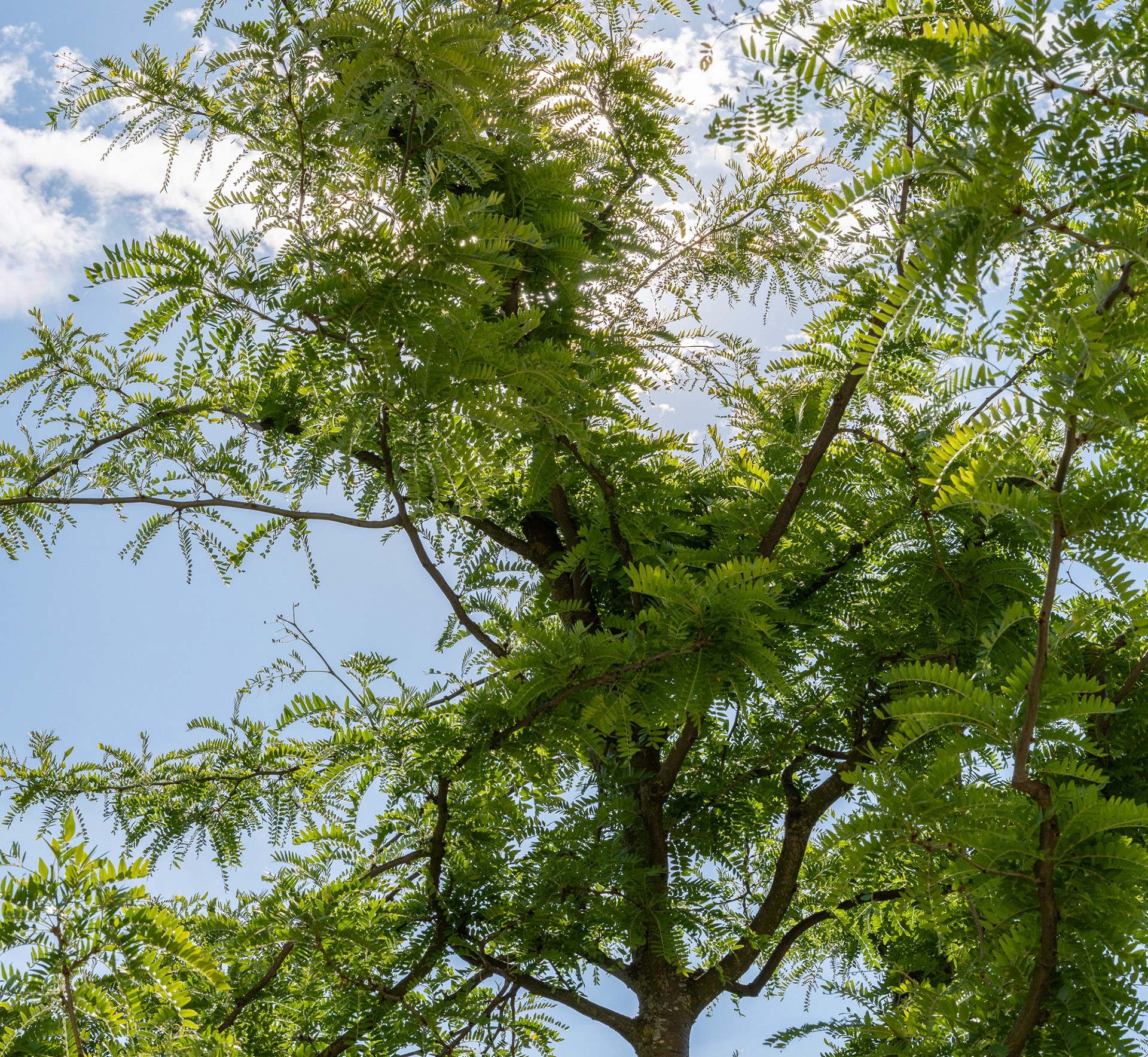 Blick in die Baumkrone eines Lederhülsenbaums mit feinem Blattwerk vor blauem Himmel.