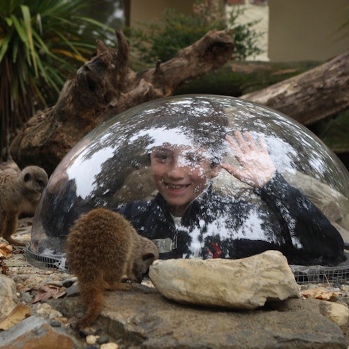 一个孩子在一个透明圆顶内微笑并挥手,周围是狐獴和岩石,位于一个仿自然环境的围栏中。