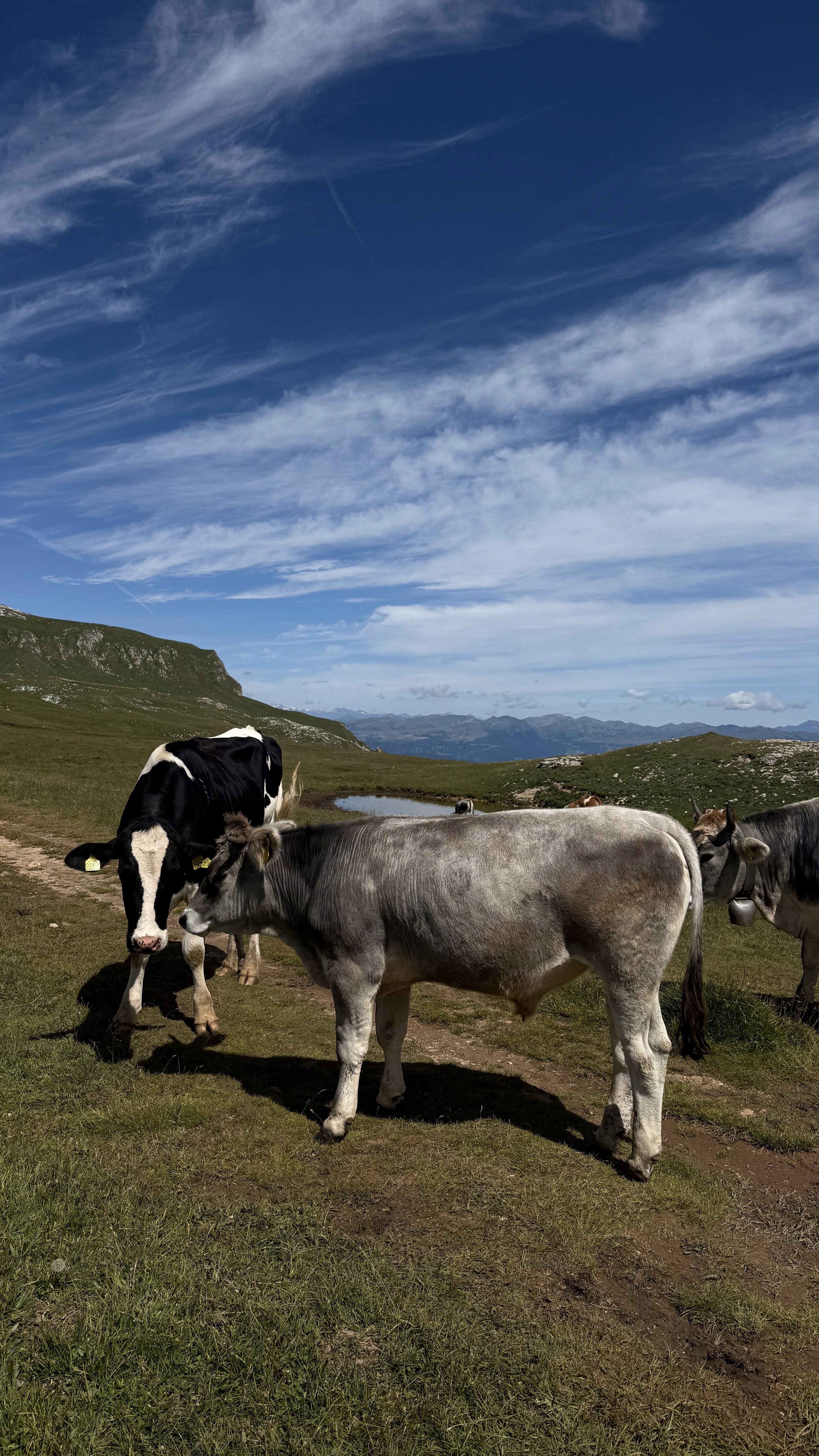 A view from an airplane window shows the aircraft's wing with a golden hue reflecting the setting sun, against a serene backdrop of fluffy clouds and a clear sky.