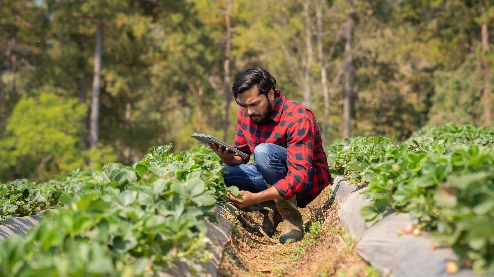 What Is The Role Of Agritech In Agriculture