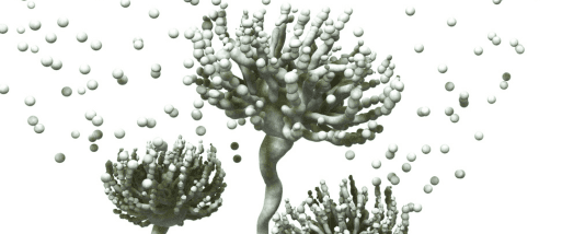 Aflatoxin