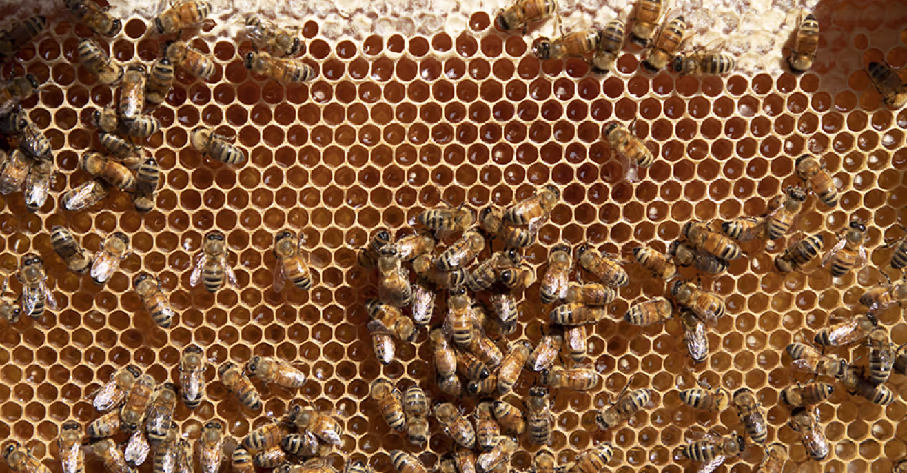 Close view of honeybees moving across a honeycomb frame filled with capped and open cells