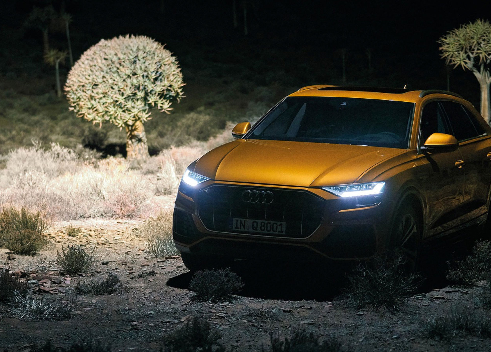 Golden Audi Q8 parked at night among quiver trees