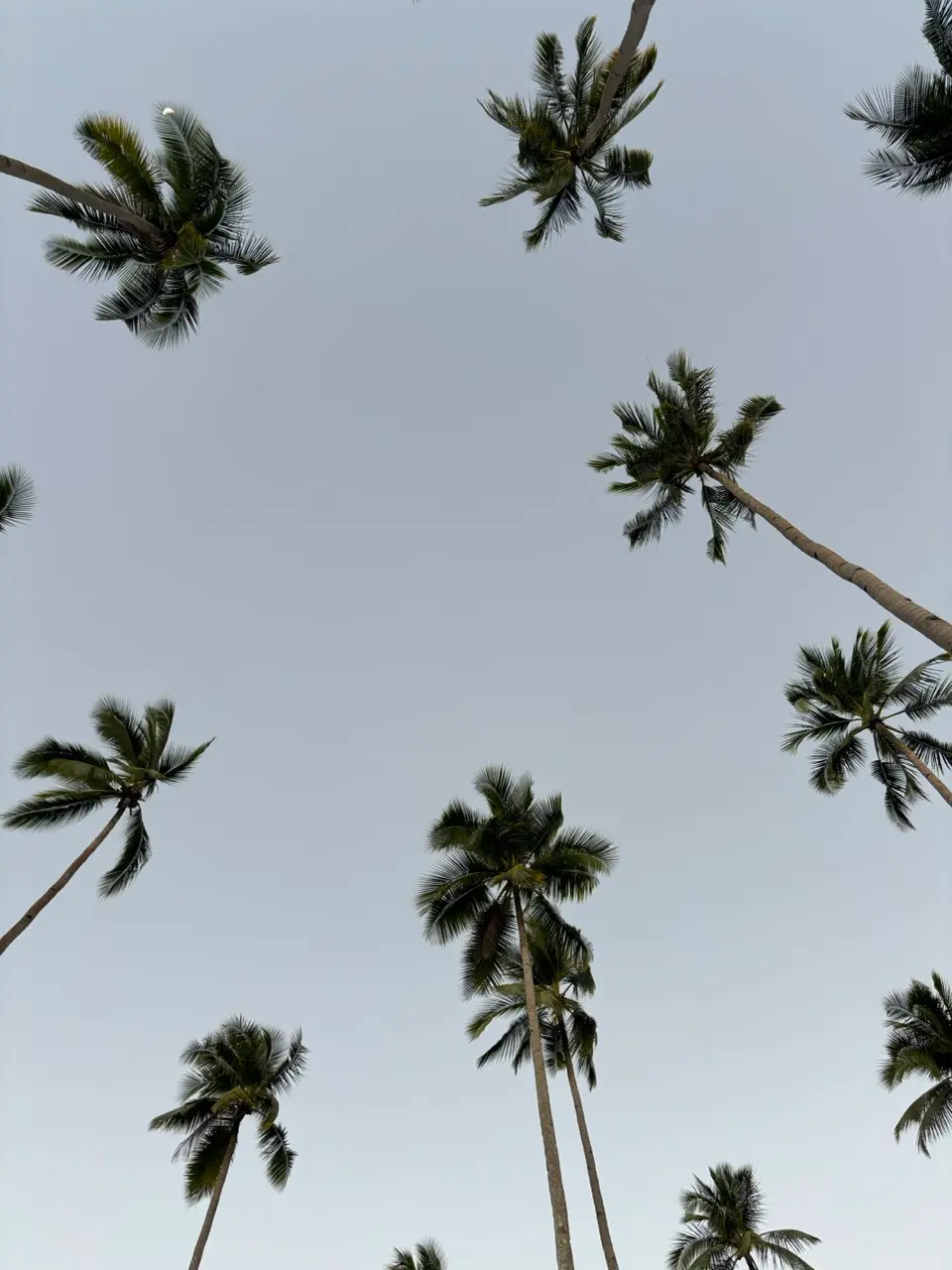palbomen van onder naar boven met de lucht op de achtergrond