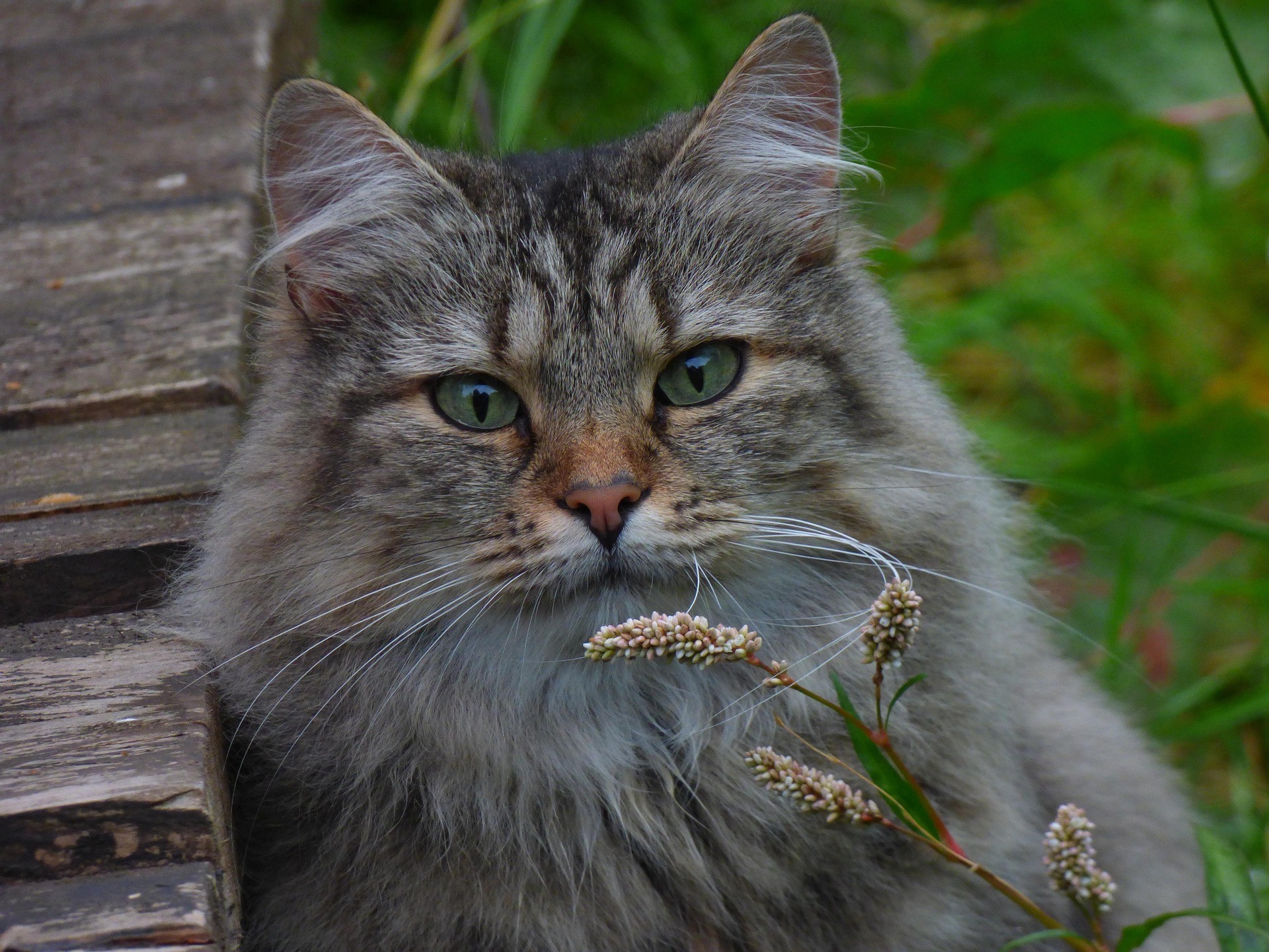 A Norwegian Forest cat is leaning against the wooden object and sitting down on the grass.