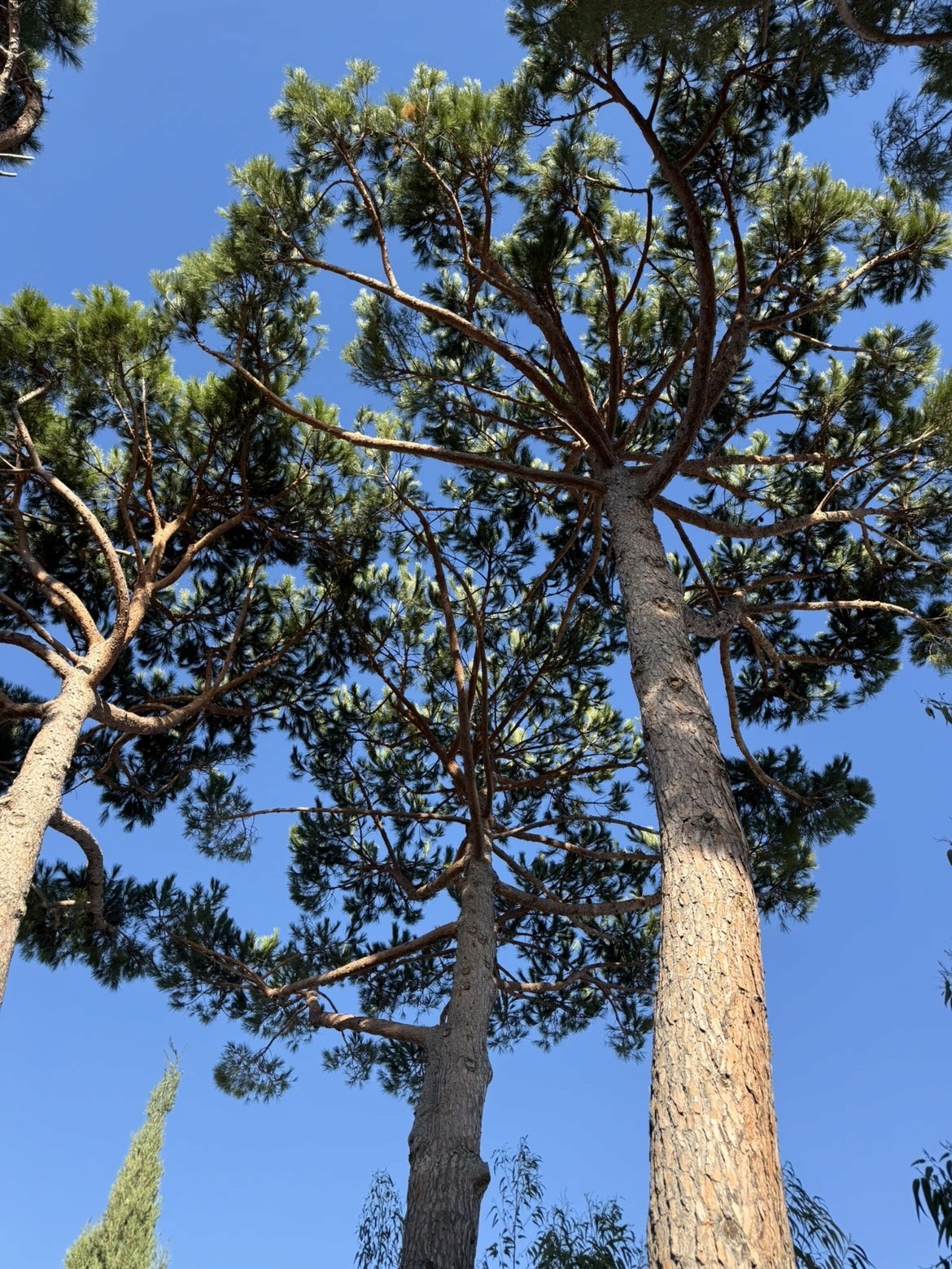 Élagage et taille d'arbres par un paysagiste professionnel à Carqueiranne - BML Paysages
