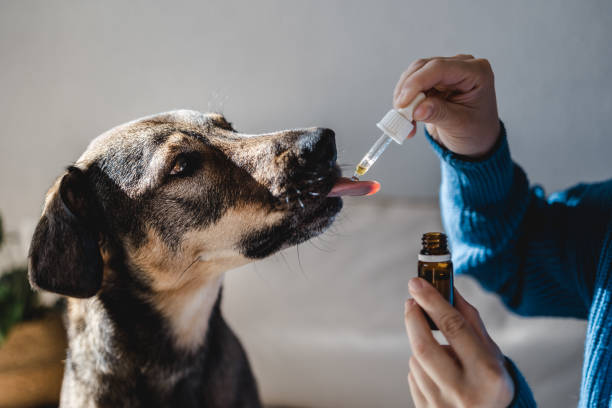 A pet owner gives high-quality medication for a dog