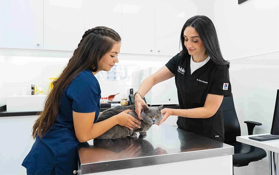 Two veterinarians are preparing a cat for a deworming treatment.
