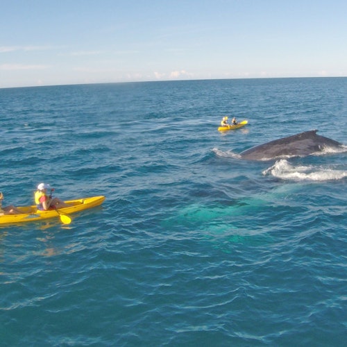 Whale on kayak tour at Double Island Point
