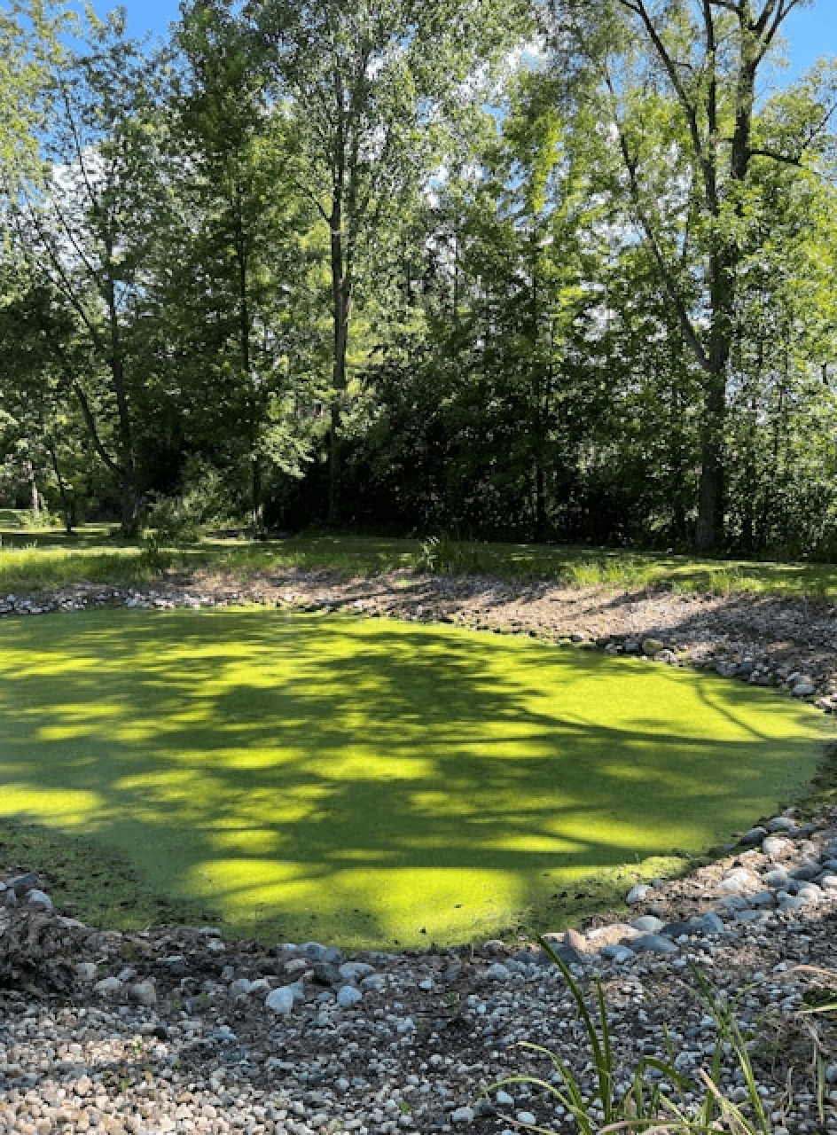 Image of waterway experiencing algal bloom